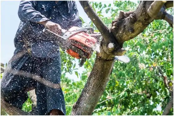 tree services Kendall